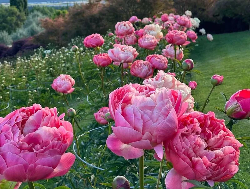 Peonies