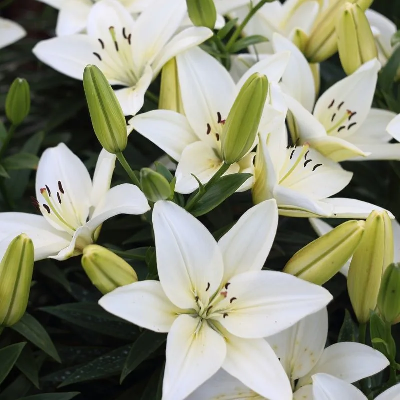 Lilies