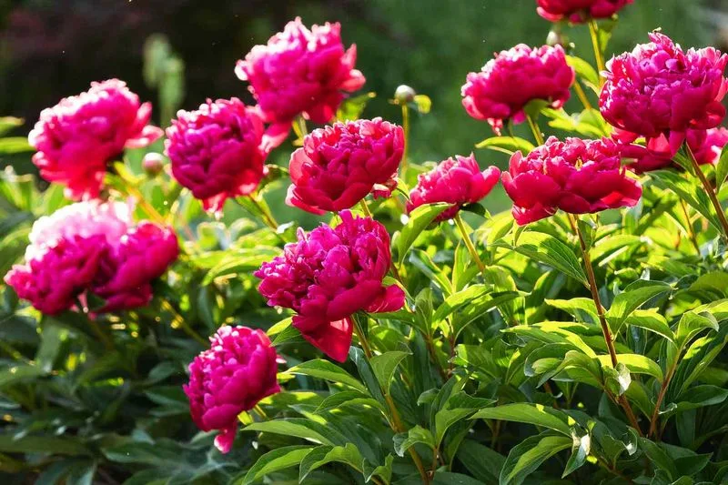 Peonies
