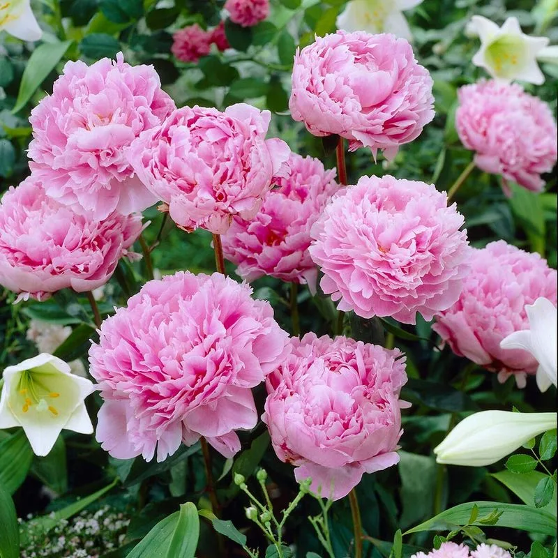 Peonies