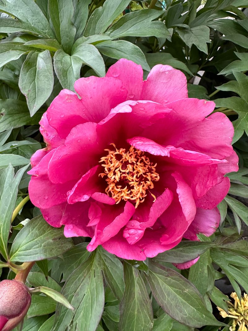 Peony Hybrids