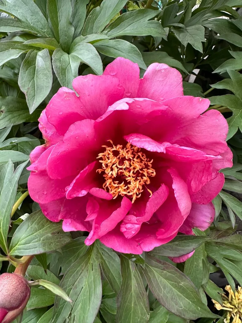 Peony Hybrids