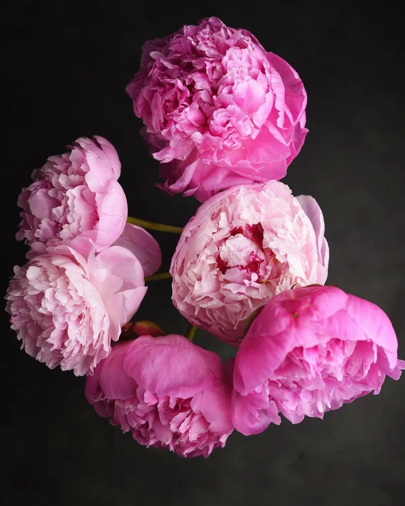 Peony