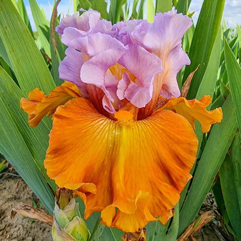 Iris