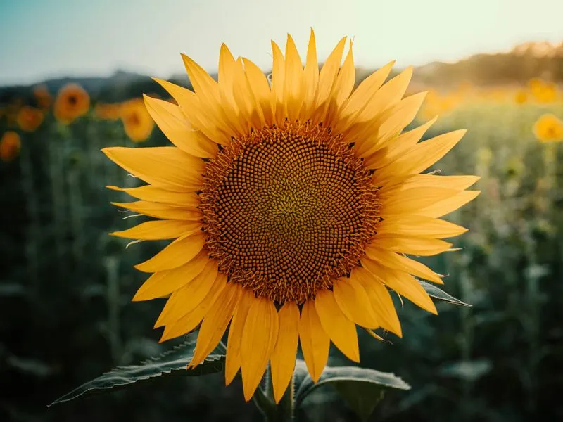 Sunflower