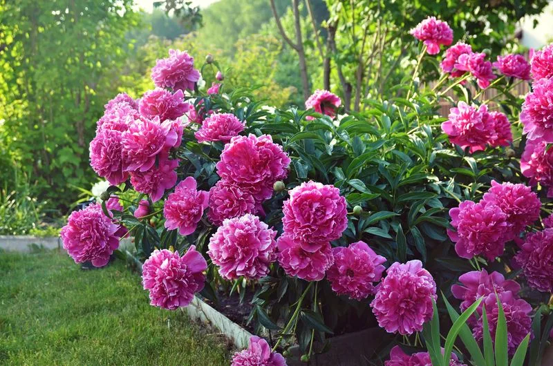 Peony