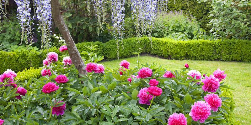 Peony Borders