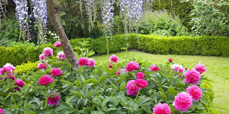 Peony Borders