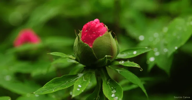 Slow Bloomers
