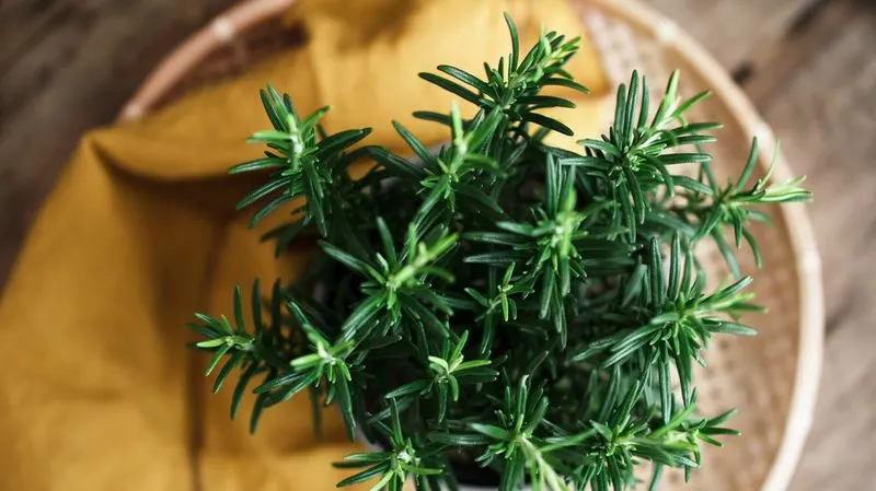Rosemary