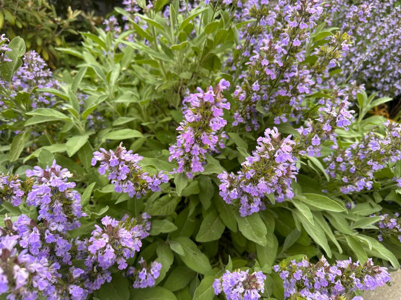 Sage