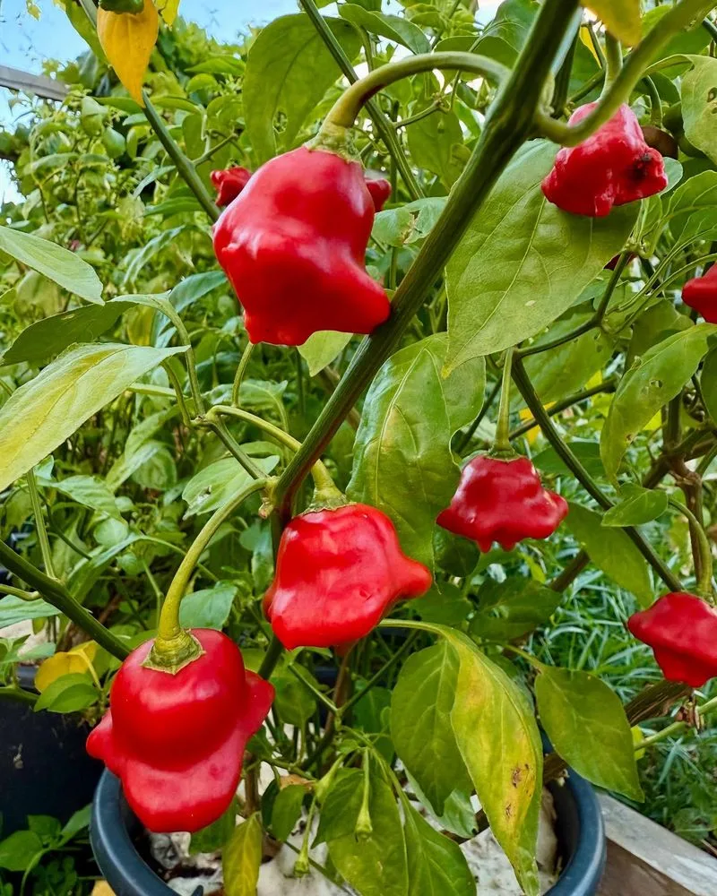 Peppers