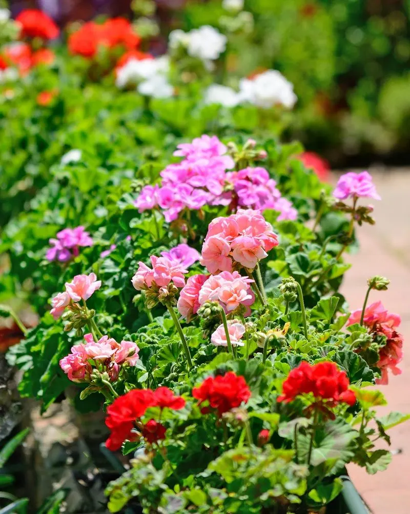 Annual Bedding Plants