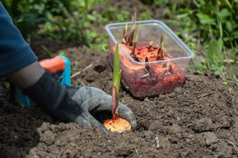 Optimal Soil Preparation