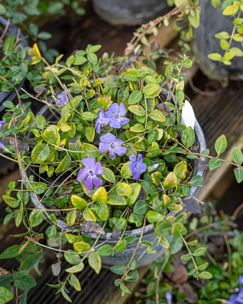 Periwinkle (Vinca Minor)