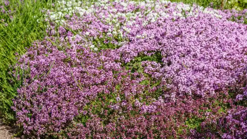 Creeping Thyme (Thymus serpyllum)