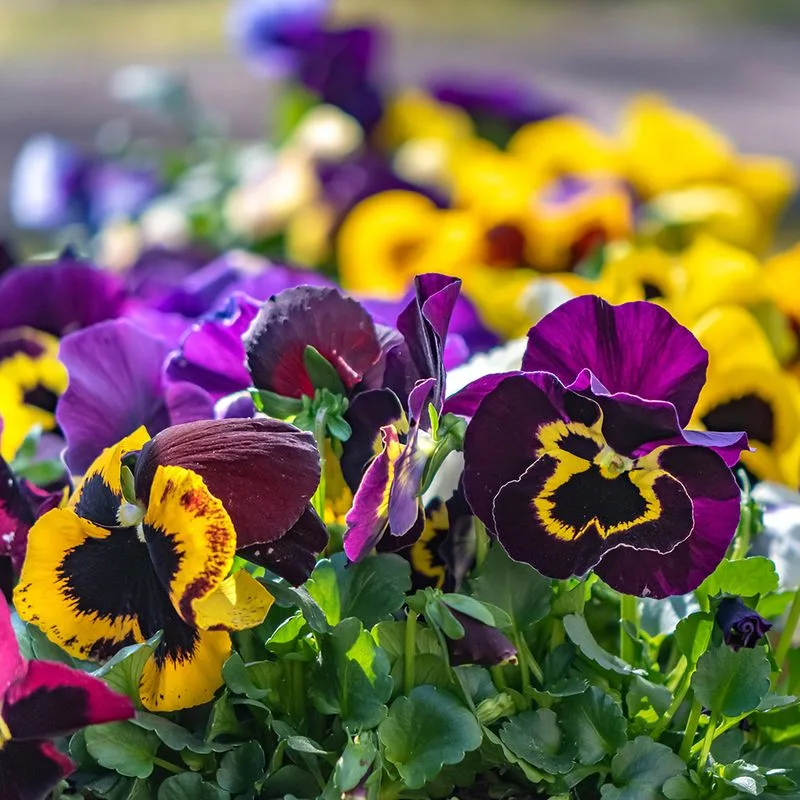Perky Pansy Display