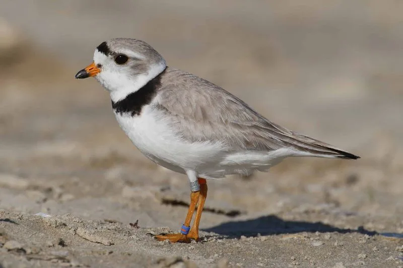 Perky Plover