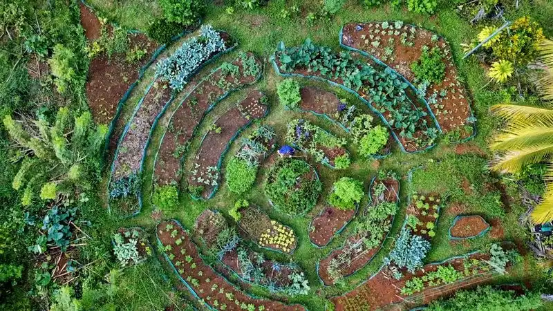 Permaculture Vegetable Garden