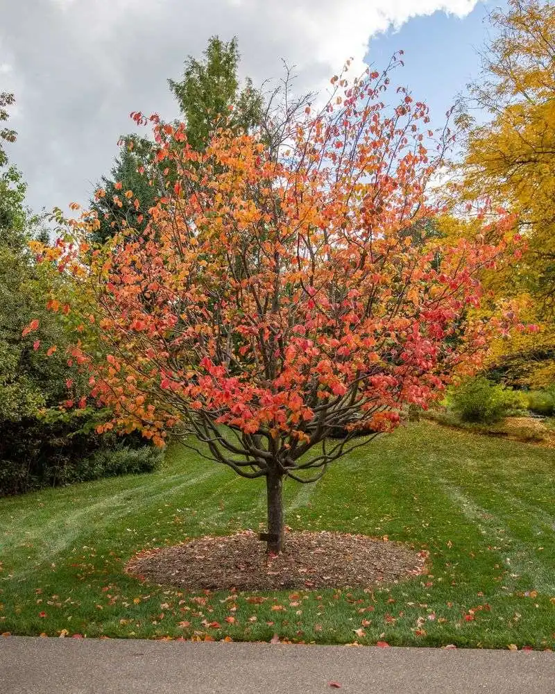 Persian Ironwood