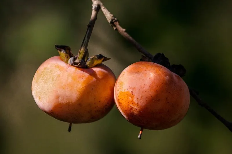 Persimmon (Diospyros)