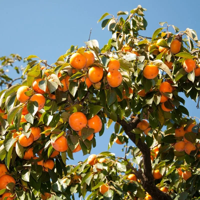 Persimmon Tree