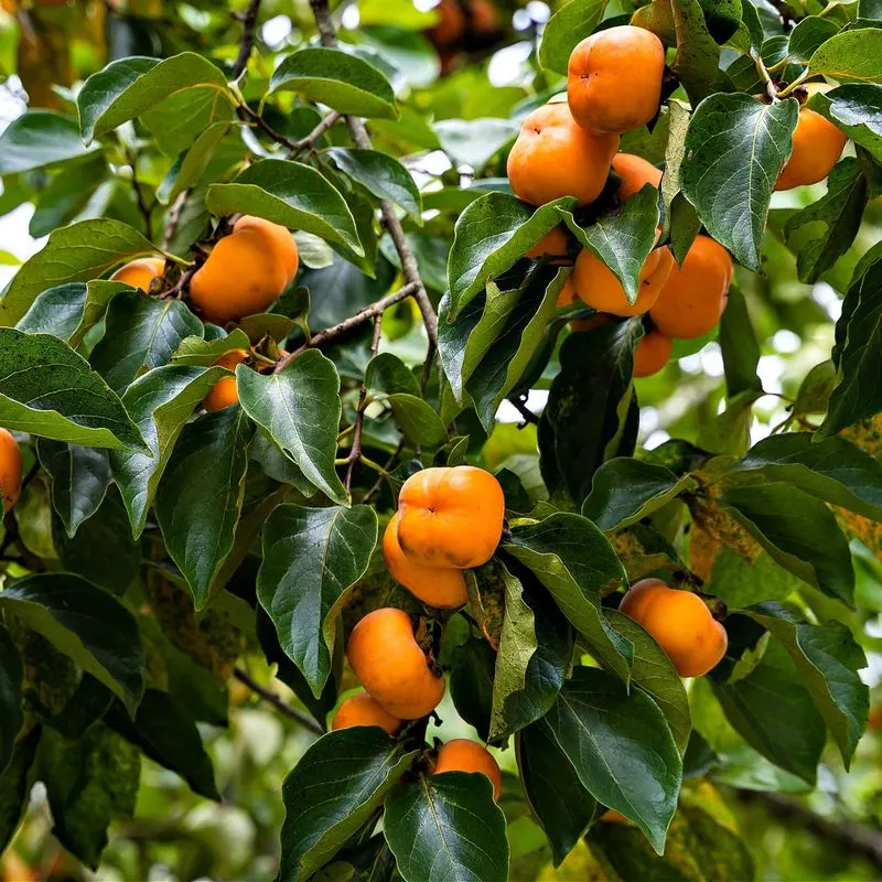 Persimmon