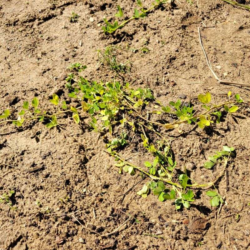 Persistent Weeds