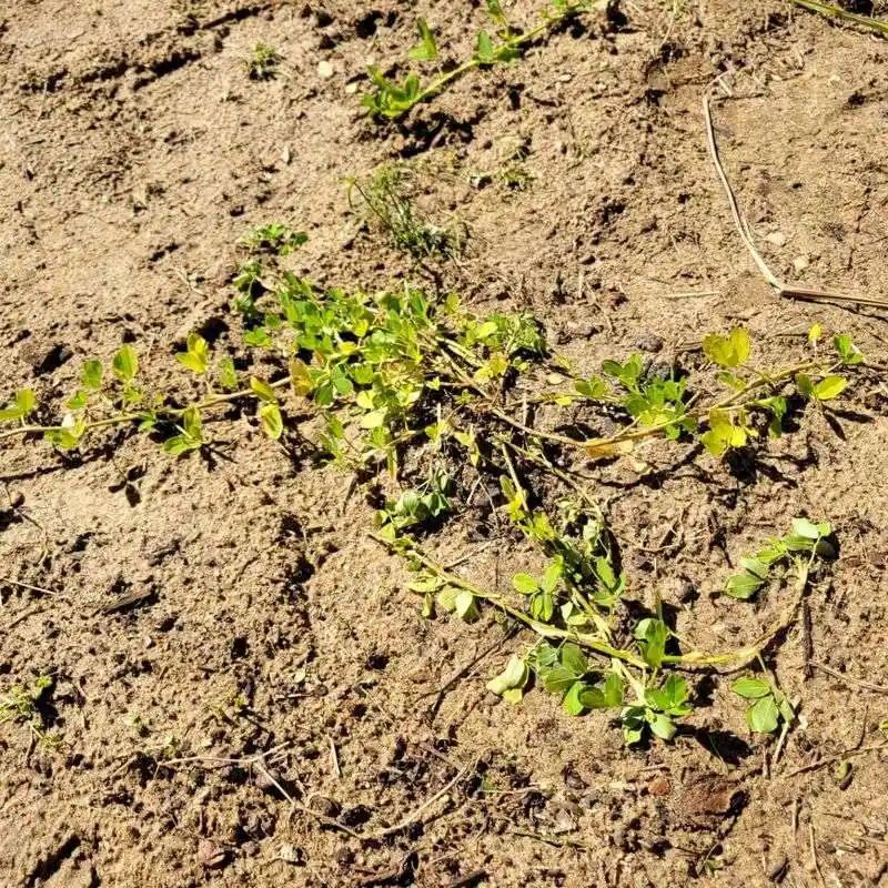 Persistent Weeds