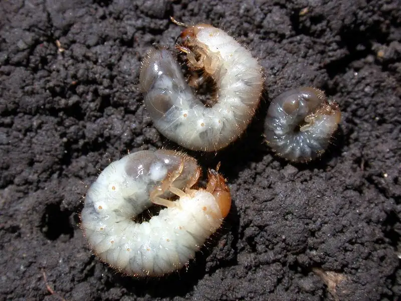 Pest Infestation