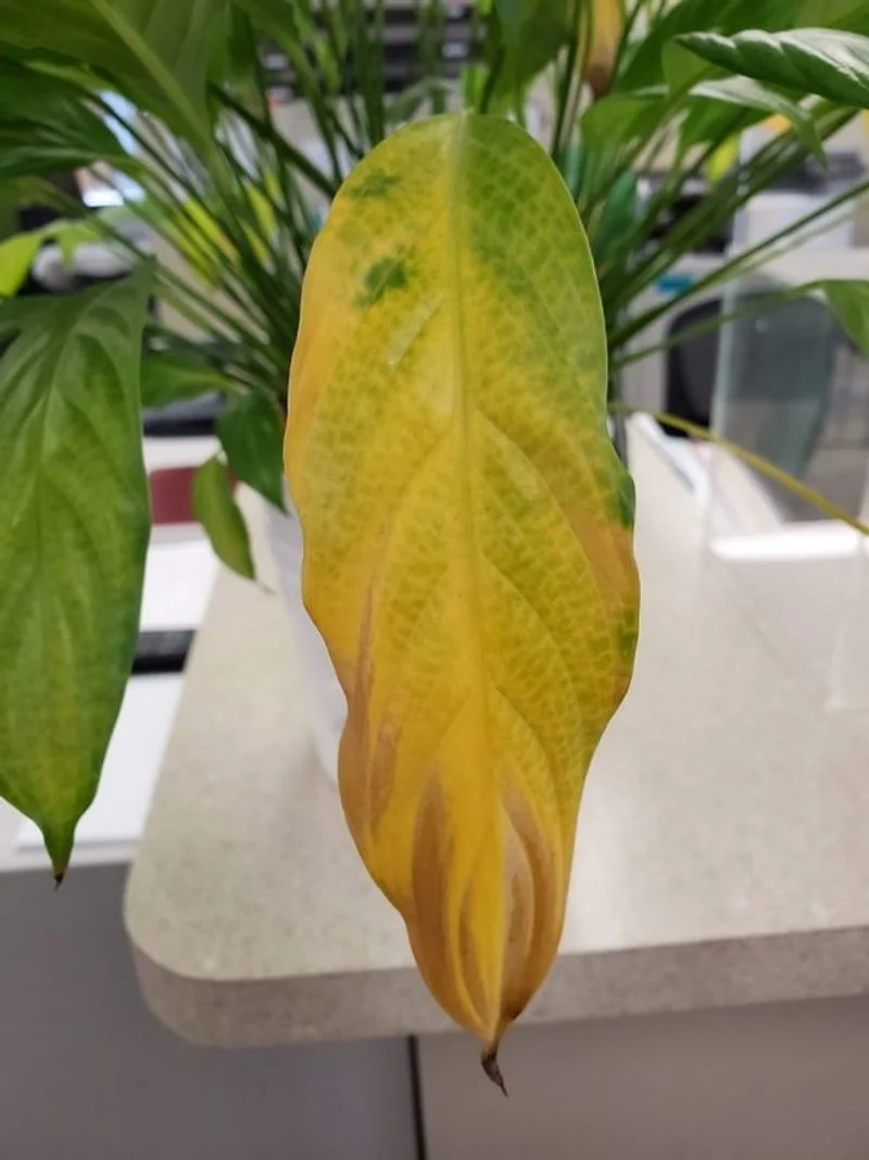 Nutrient Deficiency