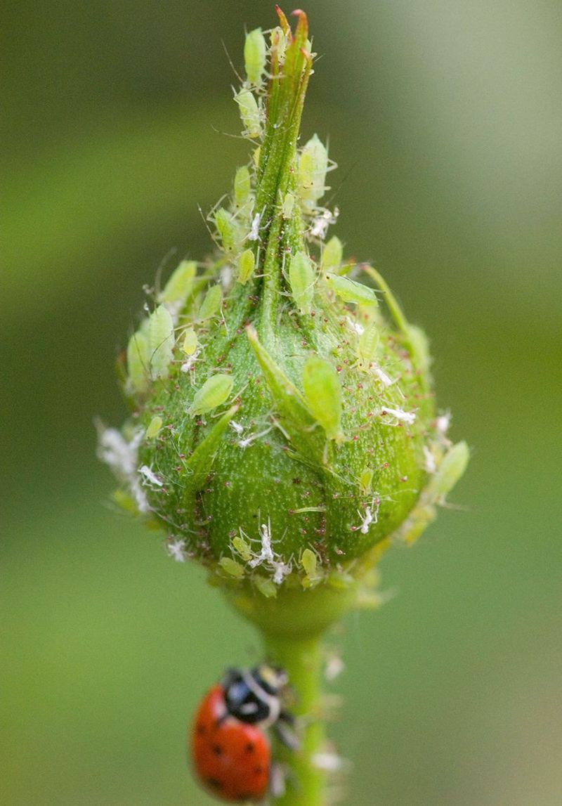 Pest Infestations