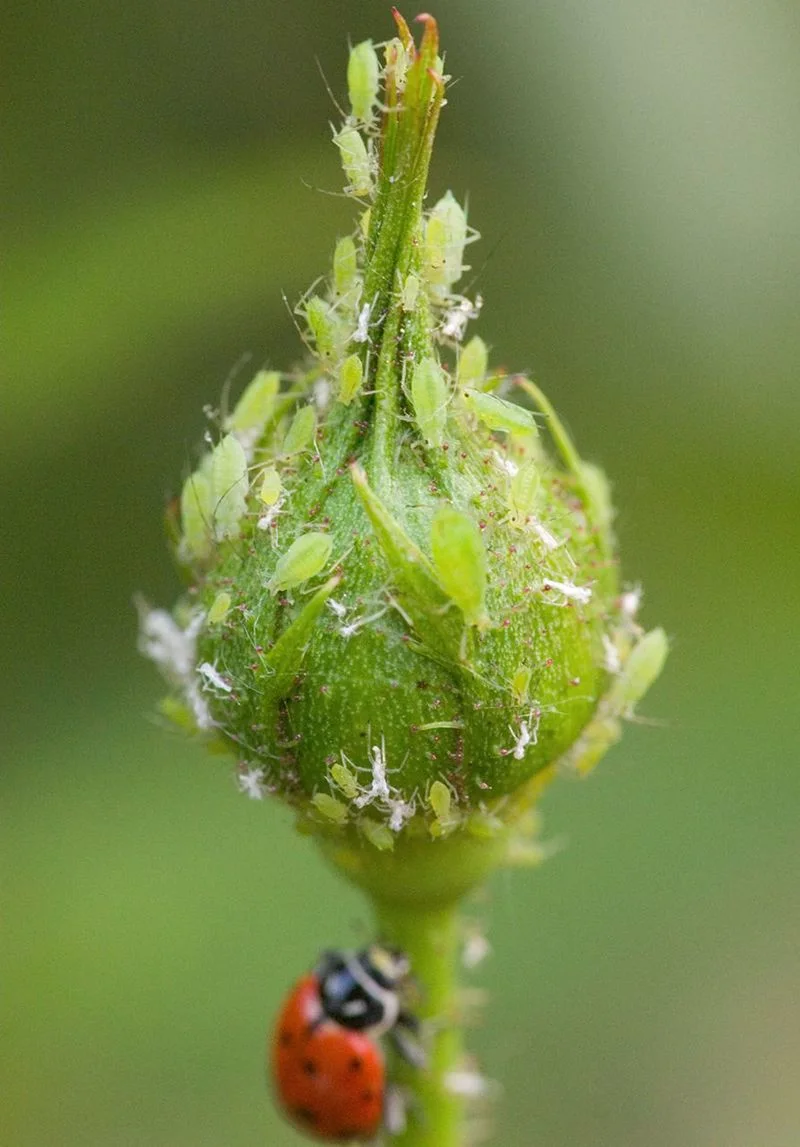 Pest Infestations