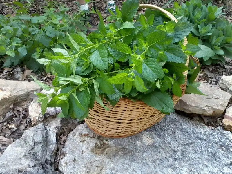 Winter Care and Overwintering