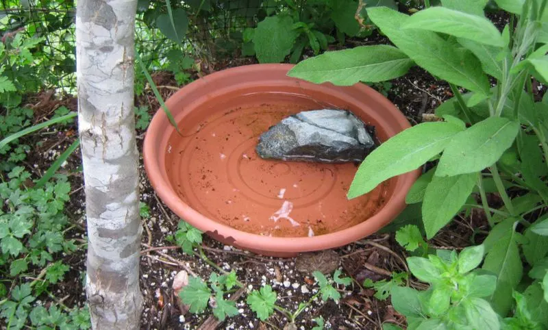 Pest Management Naturally