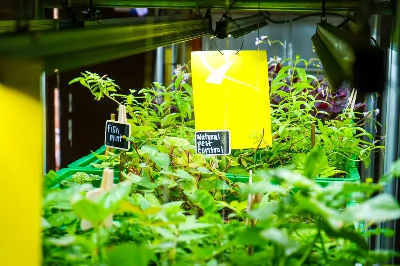 Pest Monitoring and Management