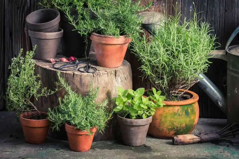 Pest-Repelling Herbs