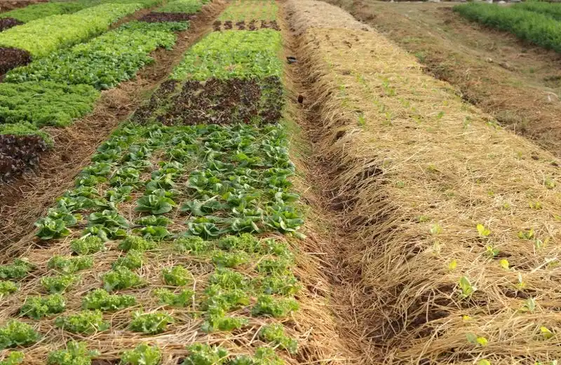 Weed Suppression