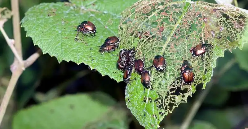 Pest and Disease Management
