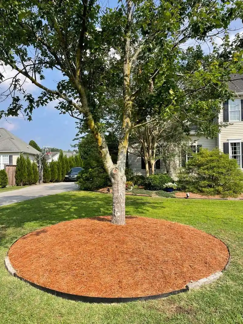 Mulching for Moisture Retention