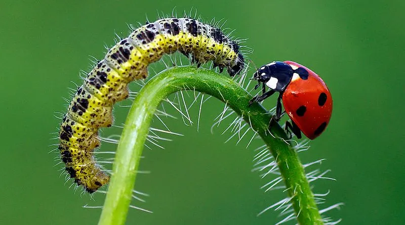 Pests and Diseases