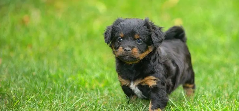 Pet Deterrent Devices