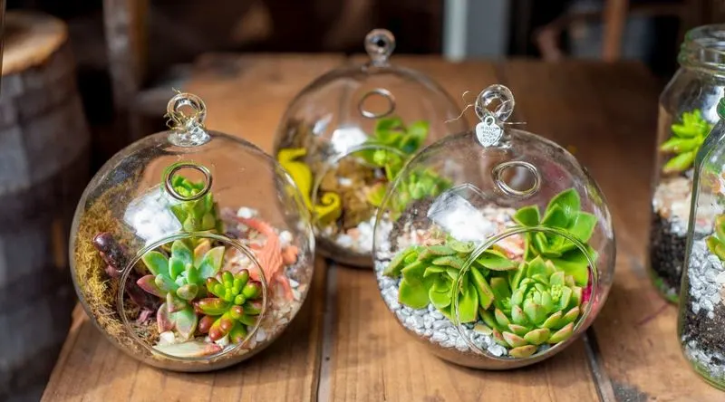 Pet-Friendly Terrariums