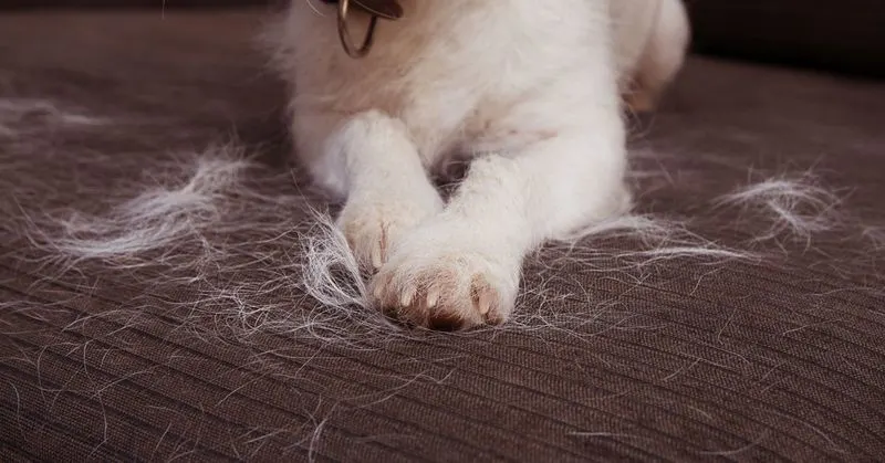 Pet Hair