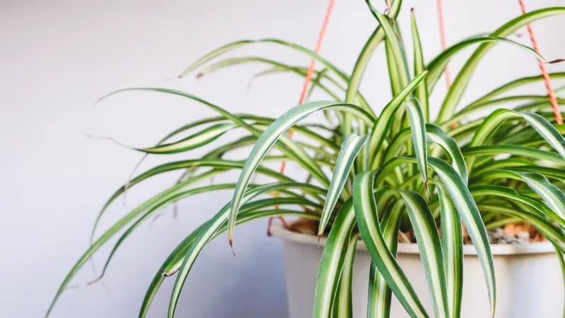 Pet-Plant Bonding Time