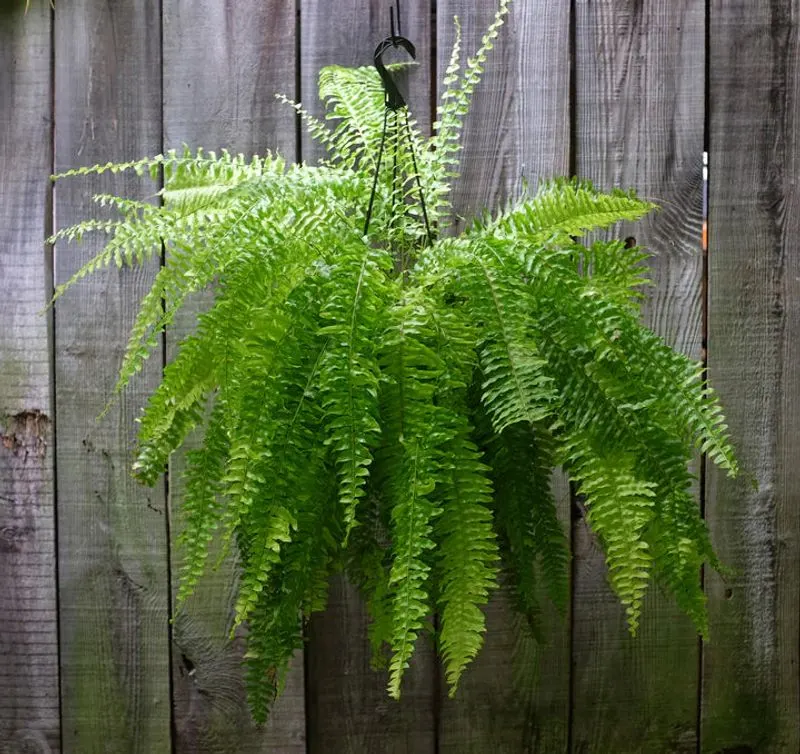 Pet-Safe Alternative: Boston Fern