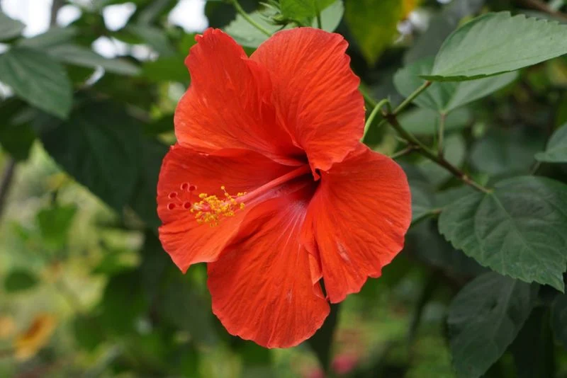 Pet-Safe Alternative: Hibiscus