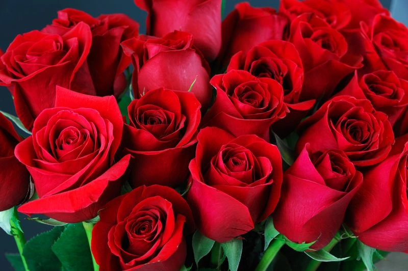 Pet-Safe Alternative: Roses