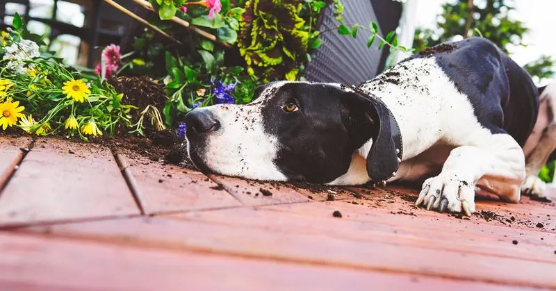 Pet-Safe Fertilizers