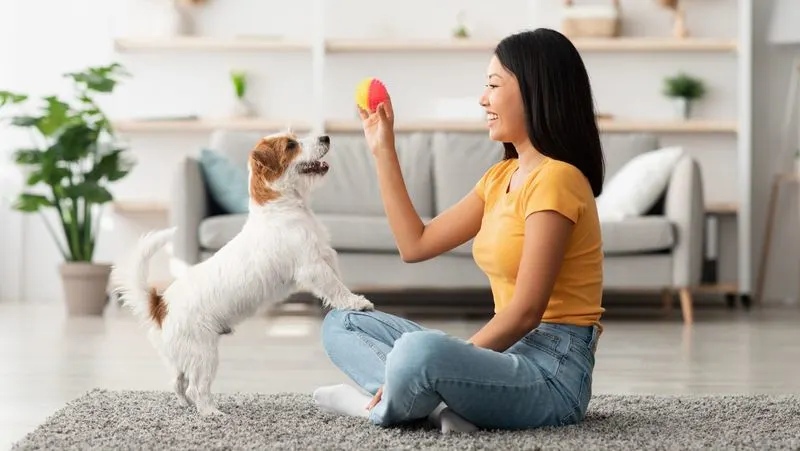Pet Training Techniques